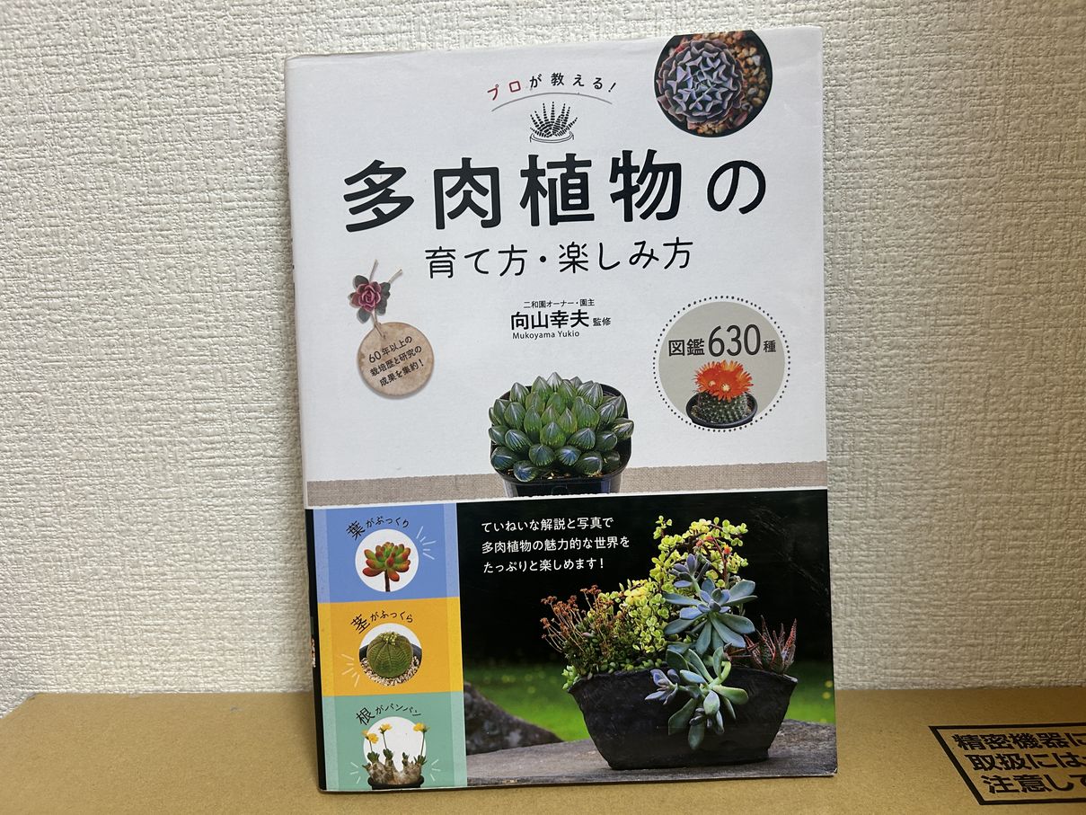 多肉植物の育て方・楽しみ方