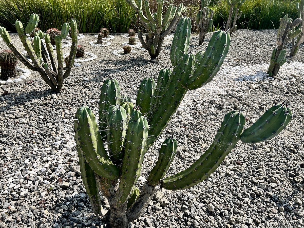 ゲロカッコいい