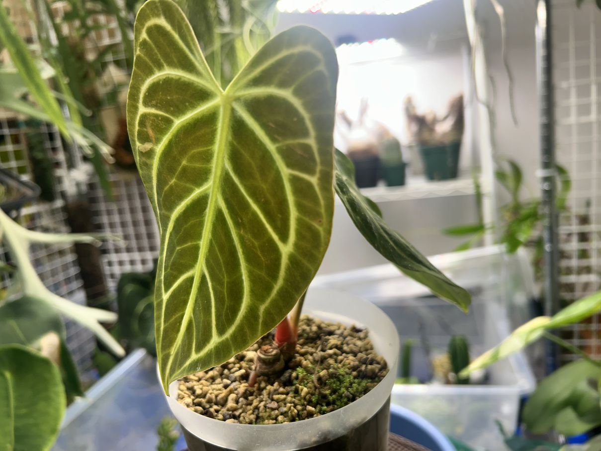 Anthurium regale