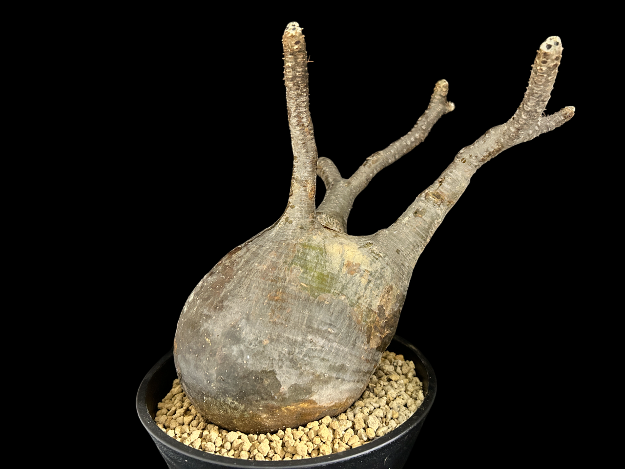 パキポディウム・グラキリス2